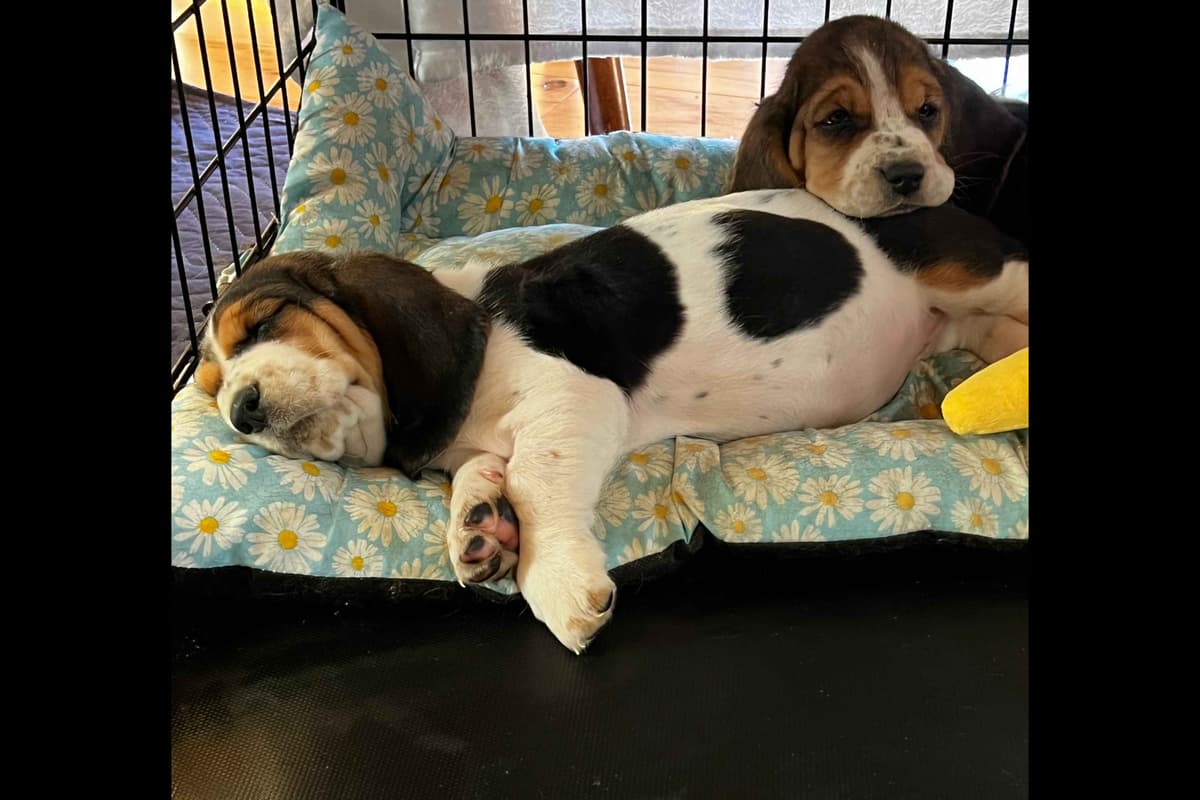 Basset Hound Puppies breeder image 5