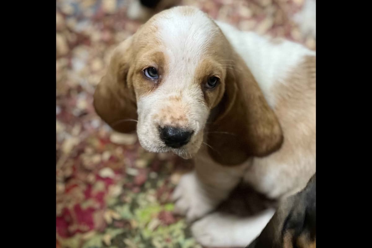 Basset Hound Puppies breeder image 6