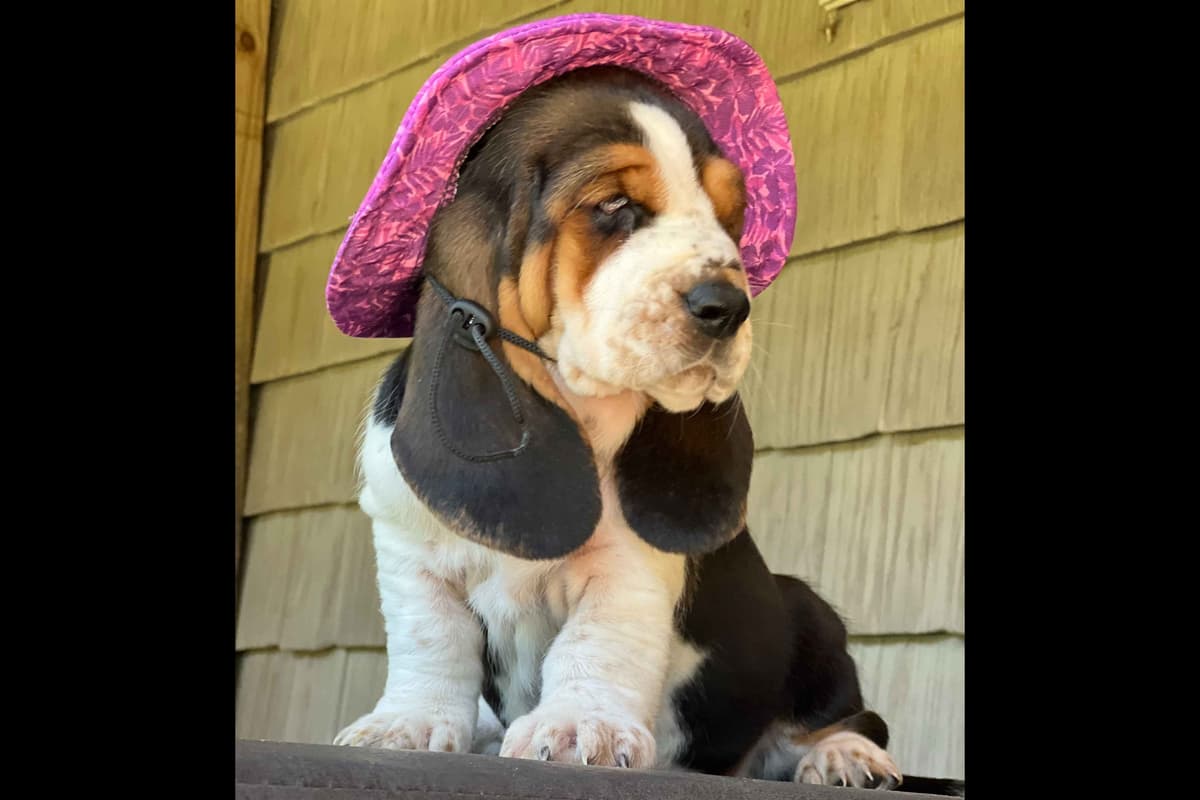 Basset Hound Puppies breeder image 7