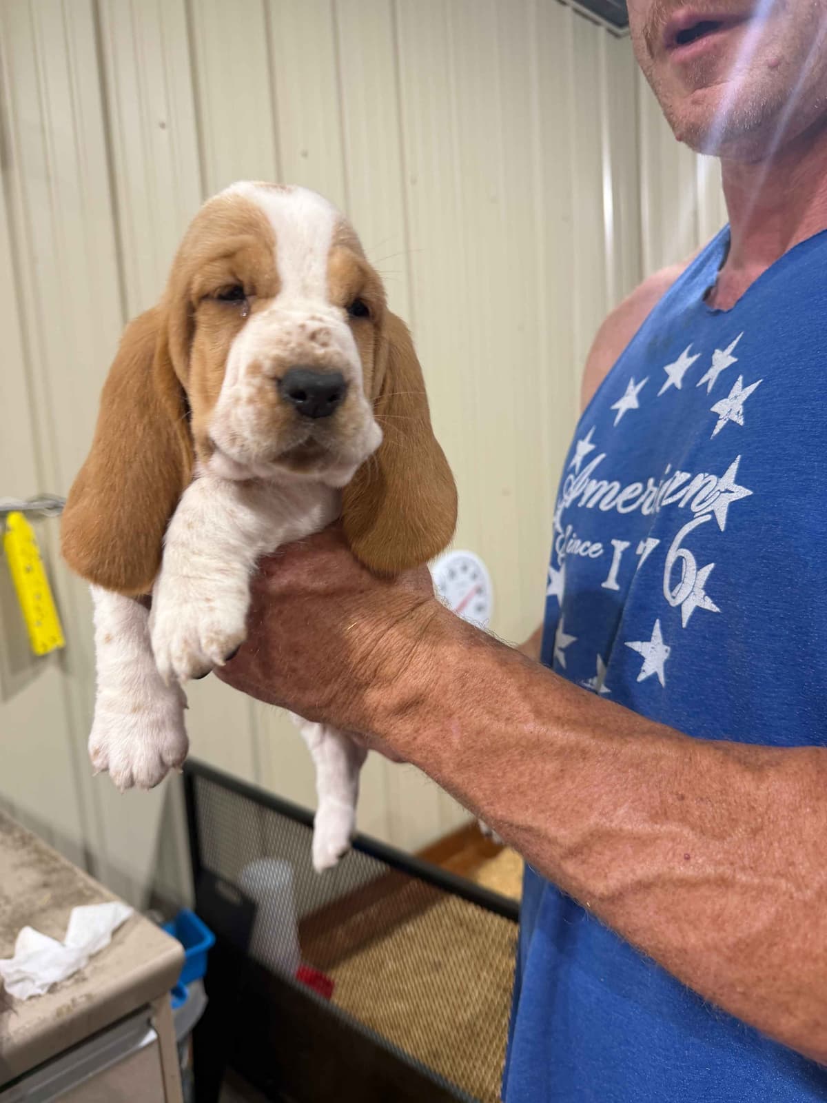 Basset Hound Puppies breeder image 8