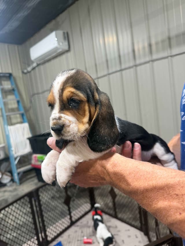 Basset Hound Puppies media 3