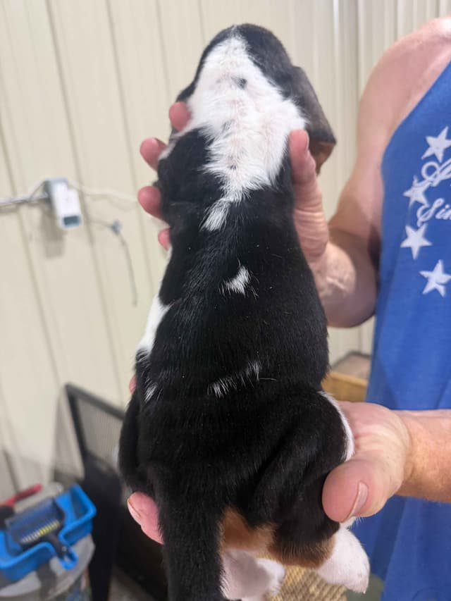 Basset Hound Puppies media 4