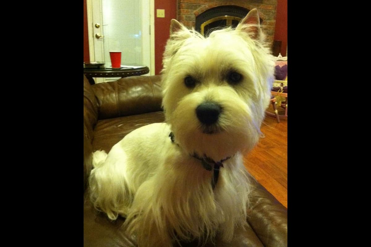 West Highland White Terrier- Champion Bloodlines breeder image 2