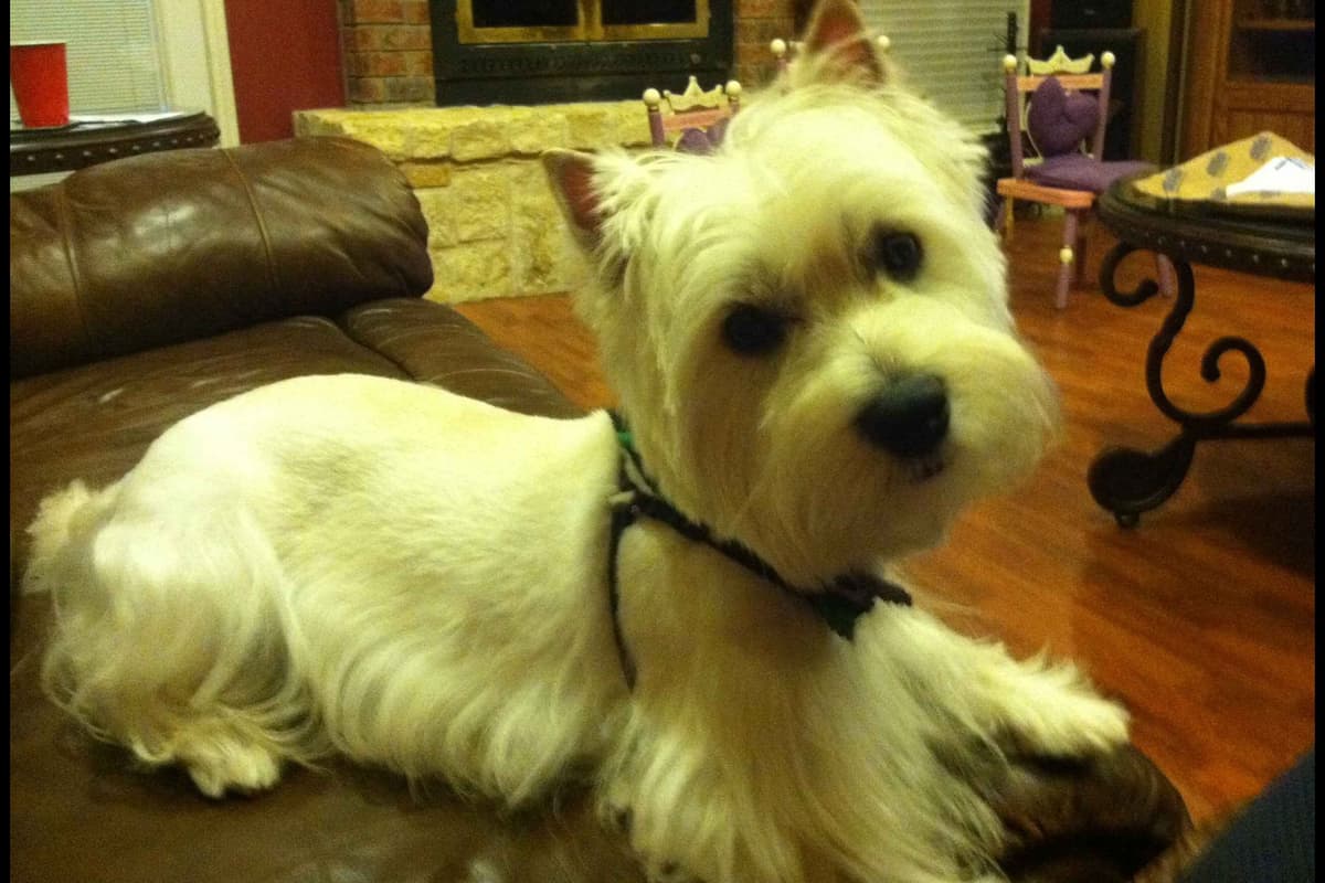West Highland White Terrier- Champion Bloodlines breeder image 3