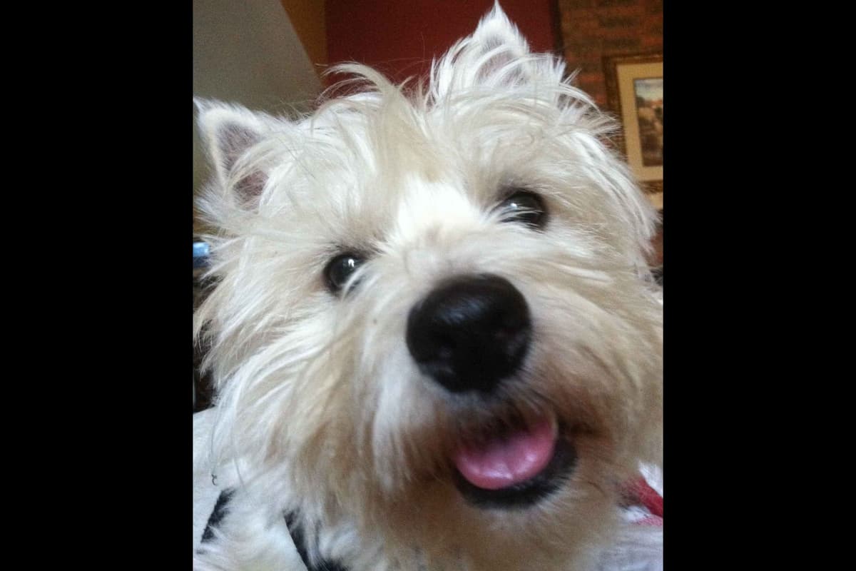 West Highland White Terrier- Champion Bloodlines breeder image 4