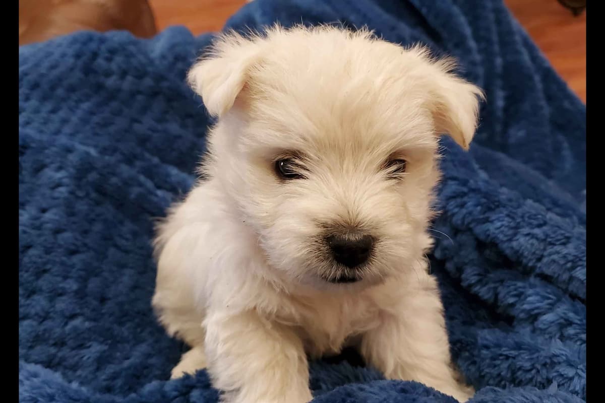 West Highland White Terrier- Champion Bloodlines breeder image 5