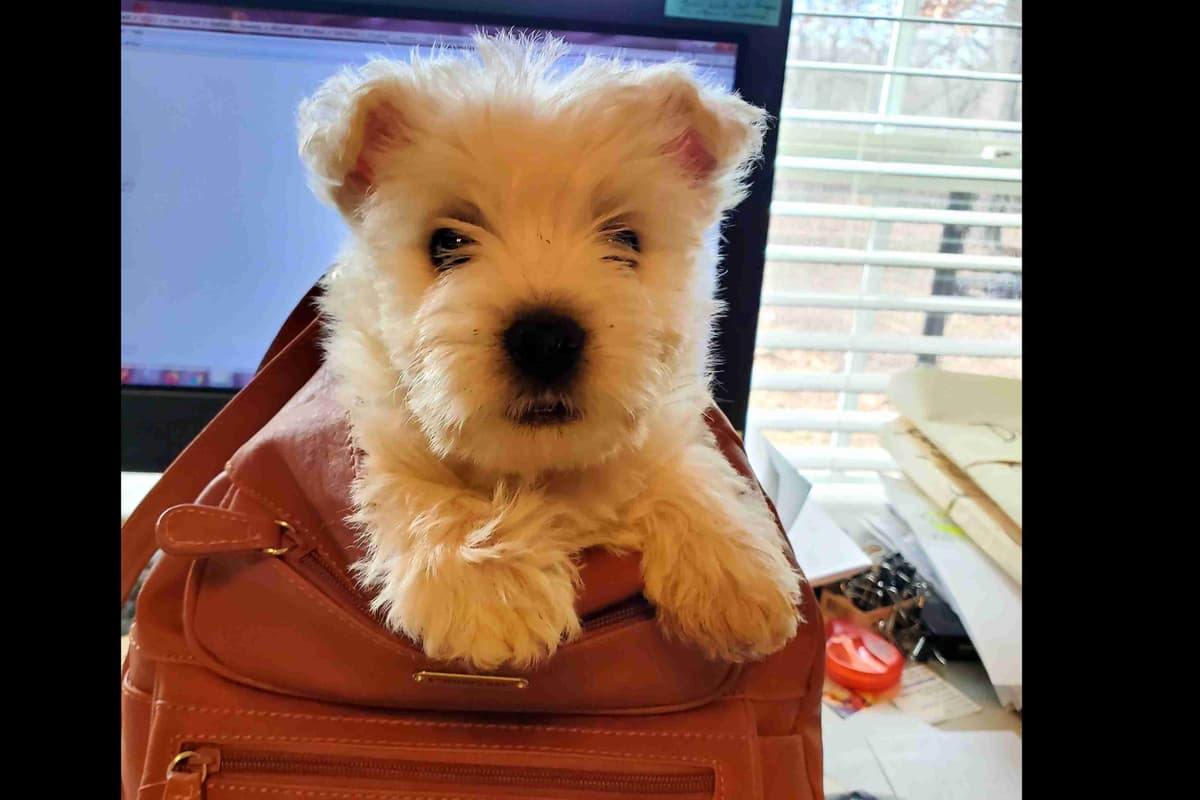West Highland White Terrier- Champion Bloodlines breeder image 7