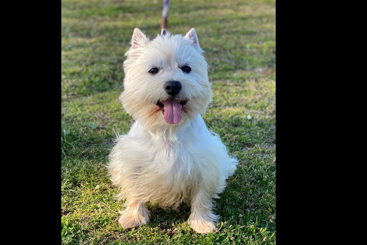 West Highland White Terrier- Champion Bloodlines breeder image 8