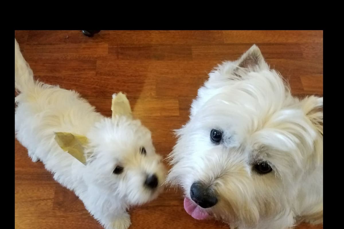 West Highland White Terrier- Champion Bloodlines breeder image 10