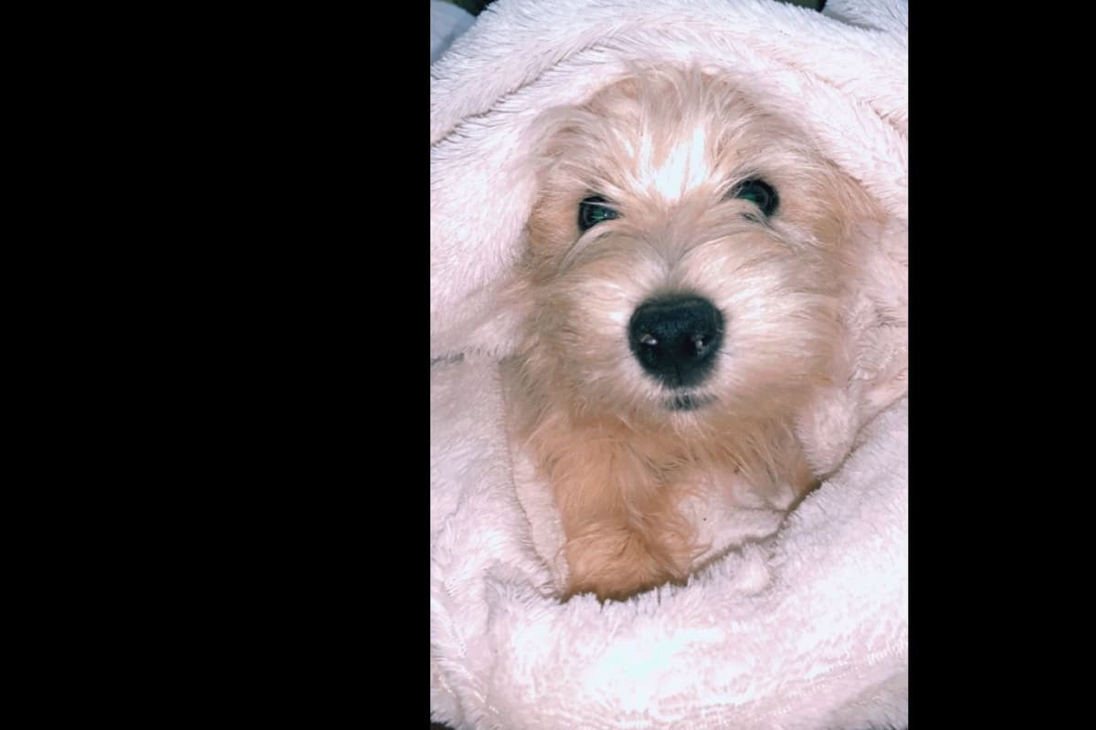 West Highland White Terrier- Champion Bloodlines breeder image 11