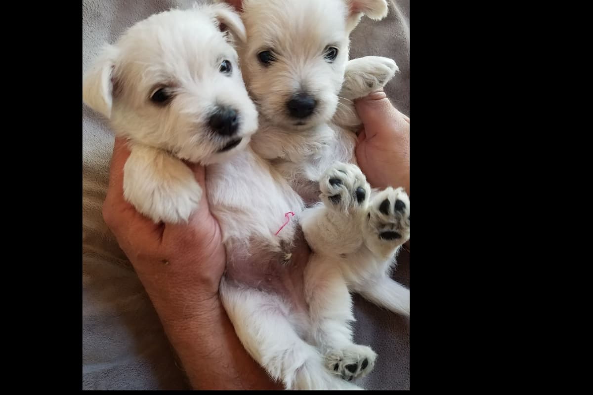 West Highland White Terrier- Champion Bloodlines breeder image 12