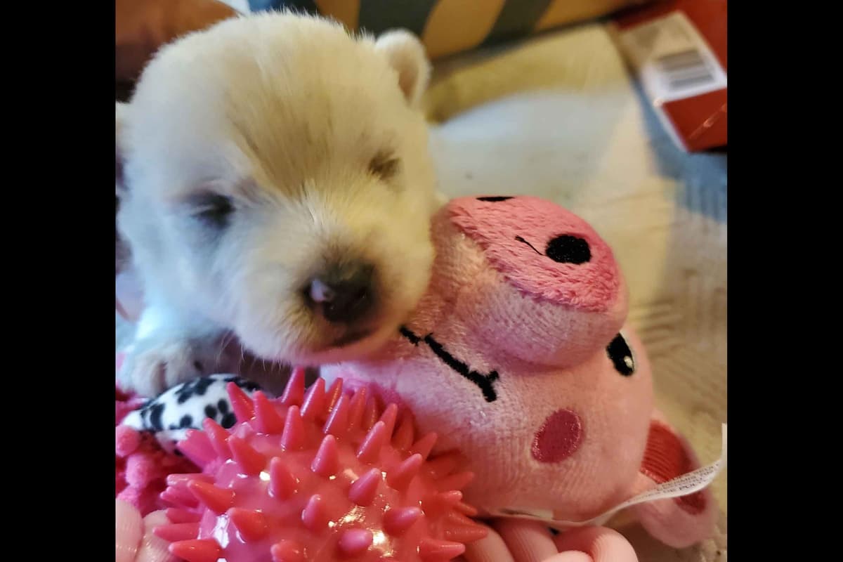 West Highland White Terrier- Champion Bloodlines breeder image 13