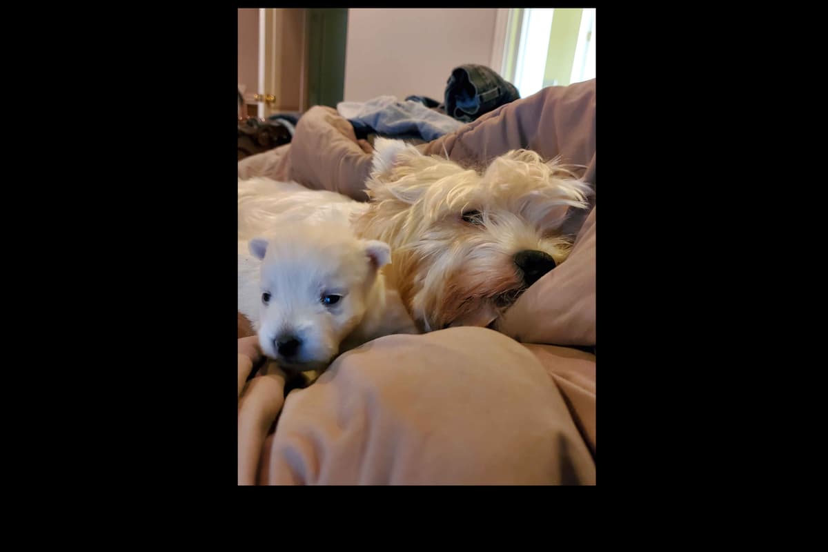 West Highland White Terrier- Champion Bloodlines breeder image 14