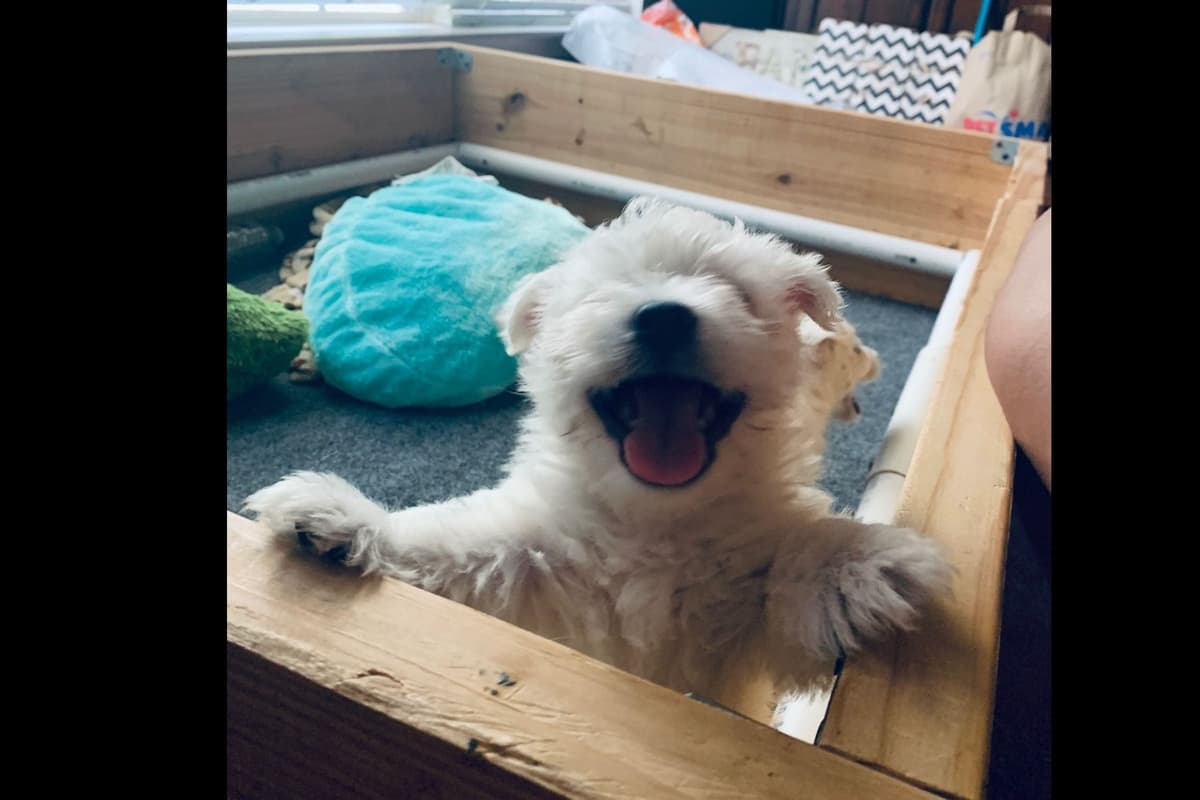 West Highland White Terrier- Champion Bloodlines breeder image 15