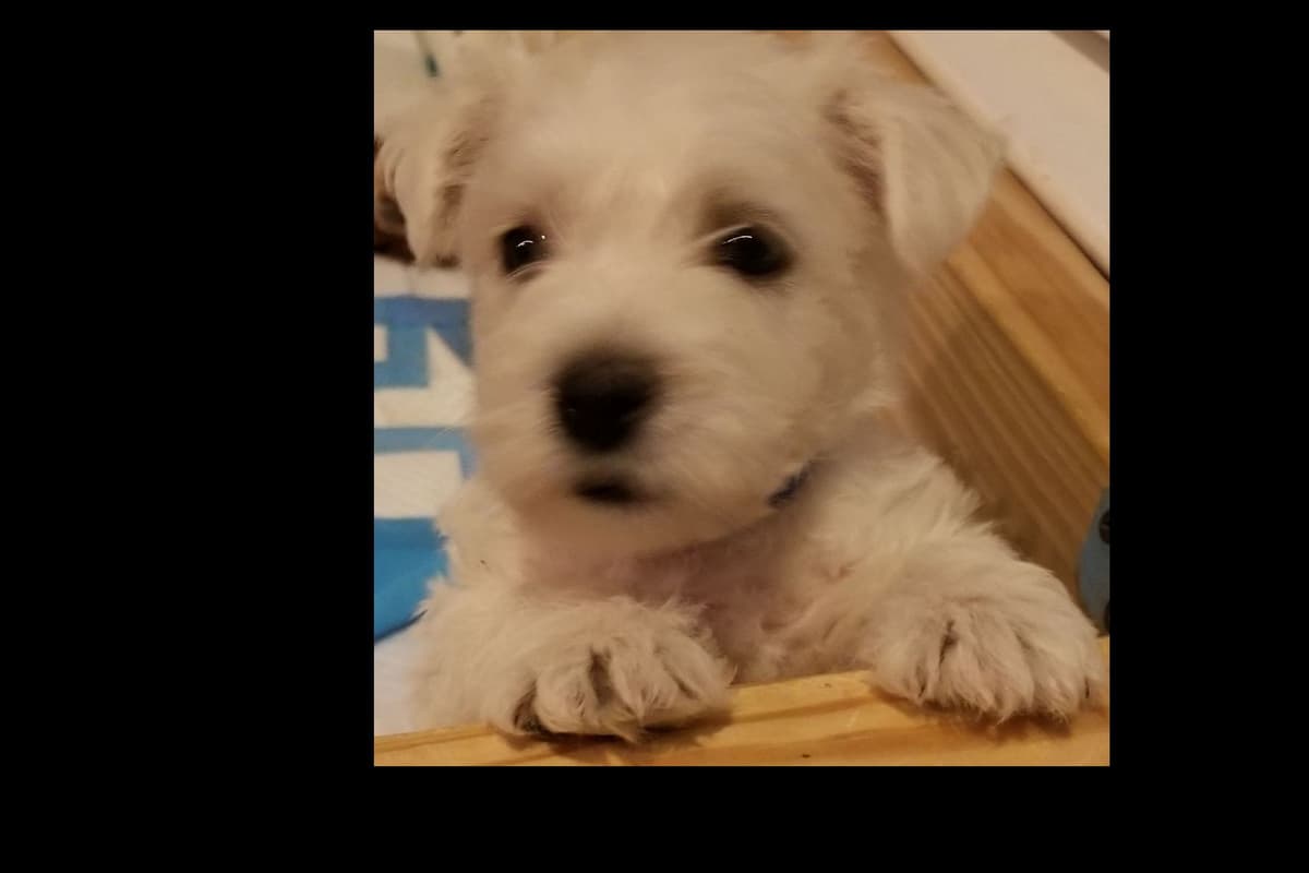 West Highland White Terrier- Champion Bloodlines breeder image 16