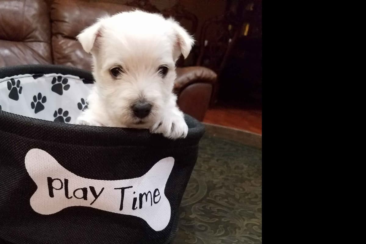 West Highland White Terrier- Champion Bloodlines breeder image 18