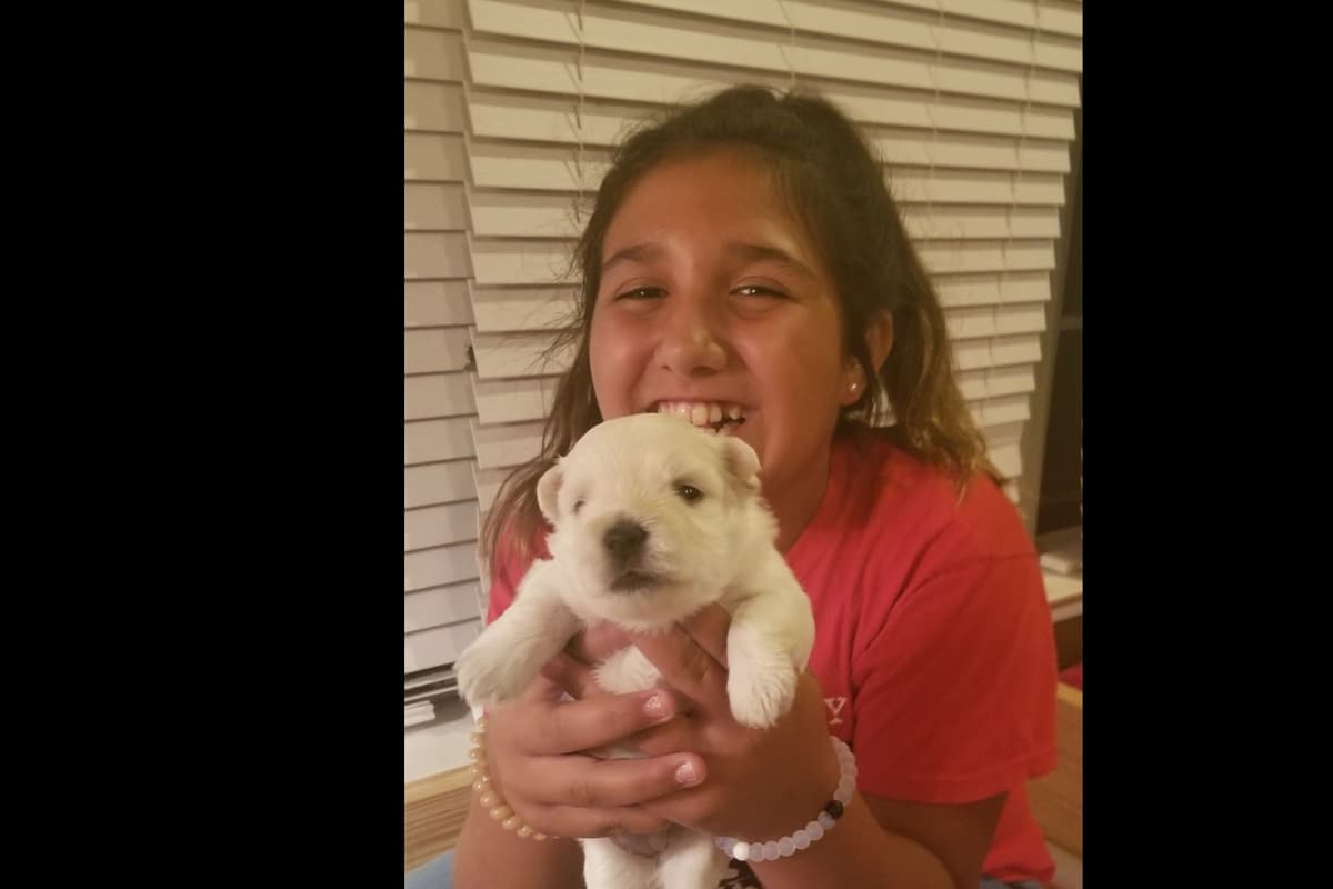 West Highland White Terrier- Champion Bloodlines breeder image 19