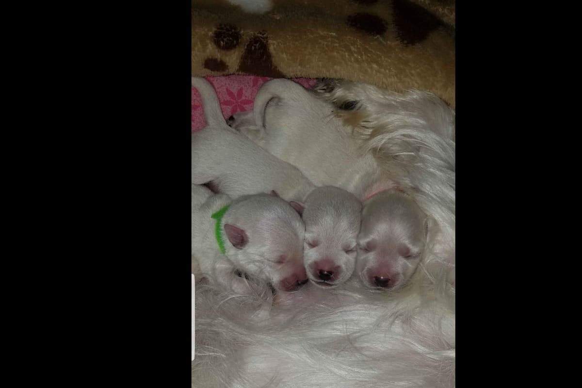 West Highland White Terrier- Champion Bloodlines breeder image 20