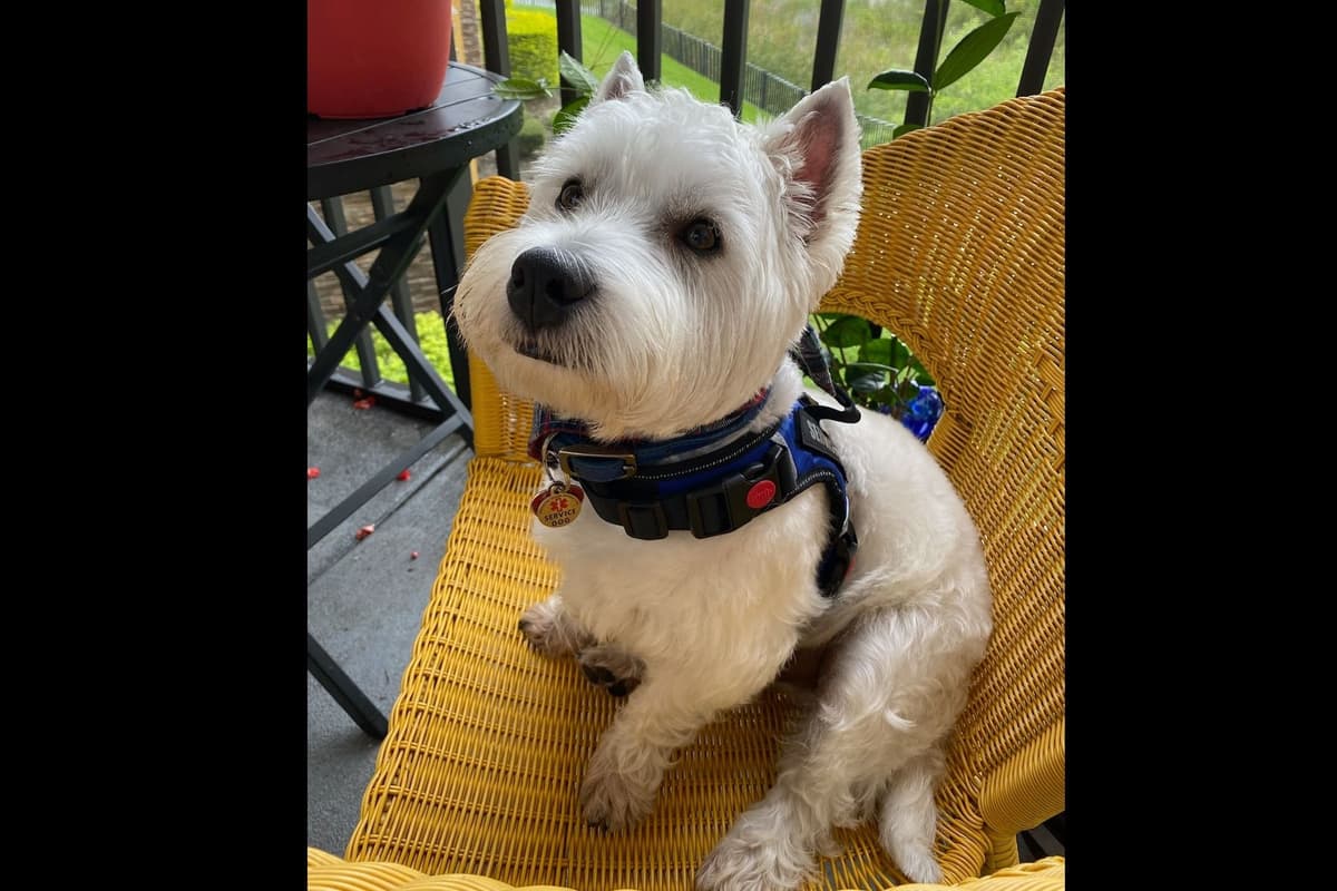 West Highland White Terrier- Champion Bloodlines breeder image 21