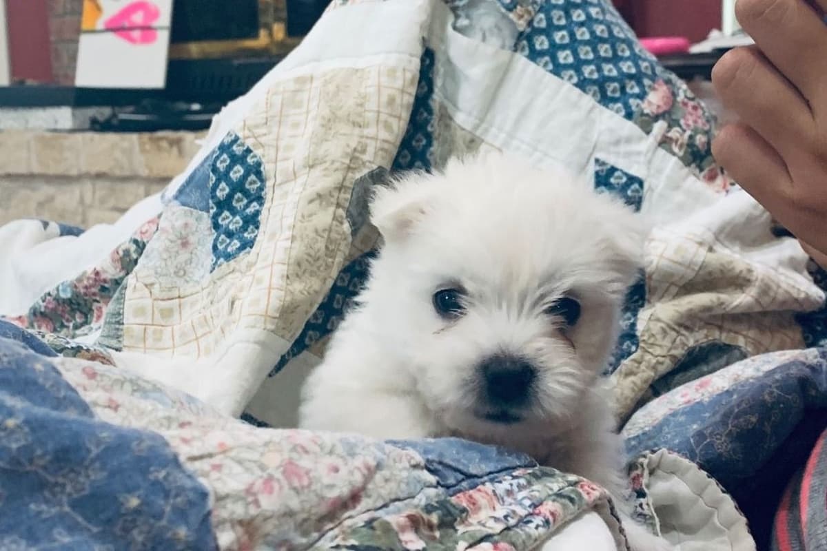 West Highland White Terrier- Champion Bloodlines breeder image 23