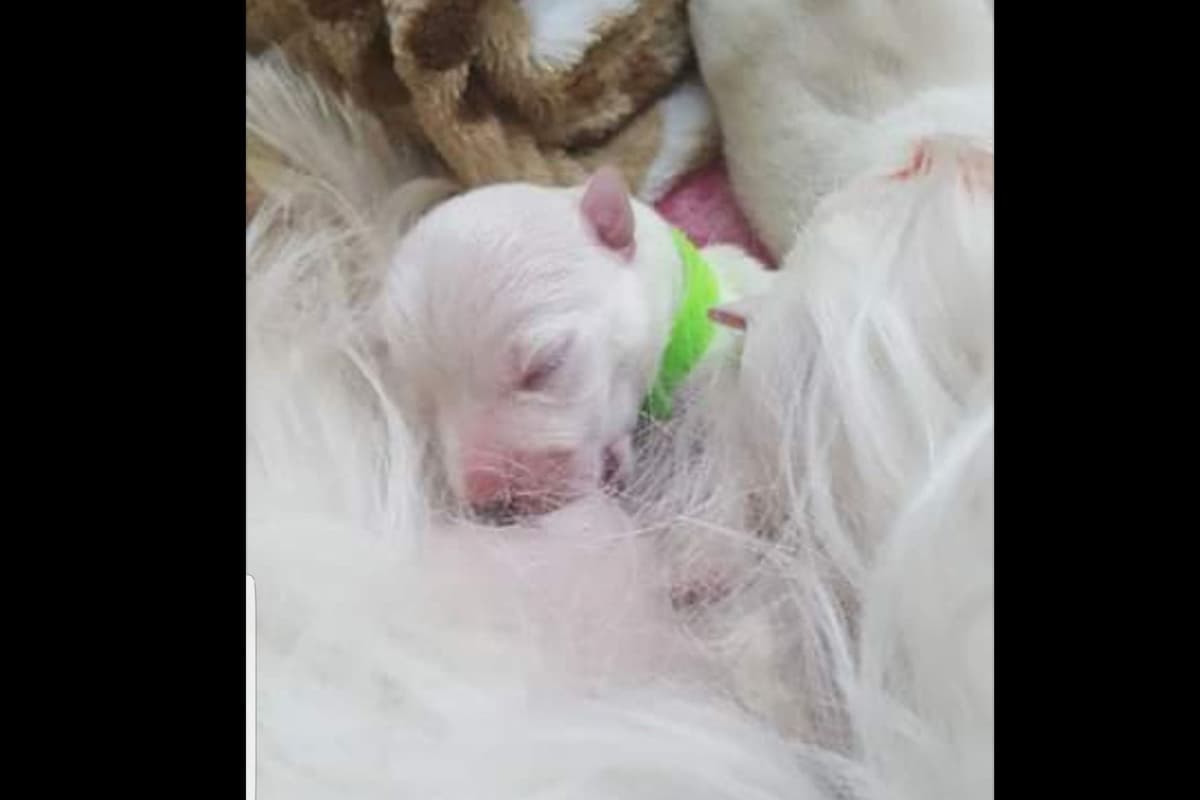 West Highland White Terrier- Champion Bloodlines breeder image 25
