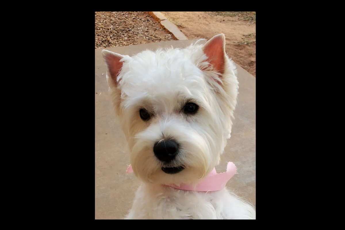 West Highland White Terrier- Champion Bloodlines breeder image 1