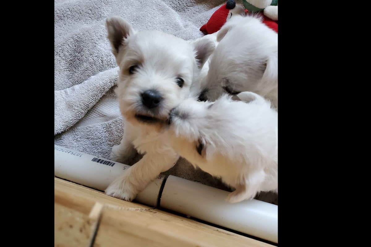 West Highland White Terrier- Champion Bloodlines breeder image 26
