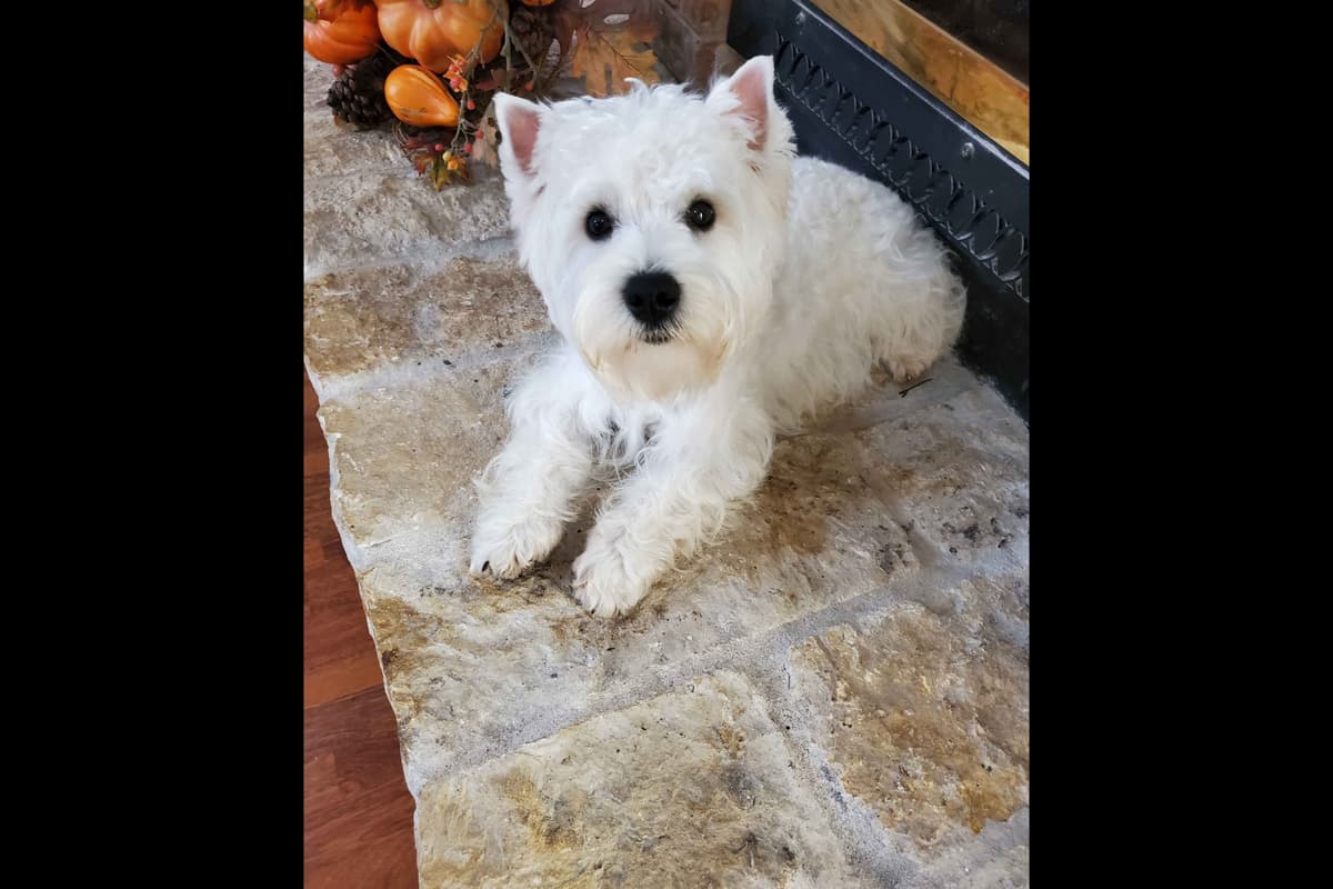 West Highland White Terrier- Champion Bloodlines breeder image 29