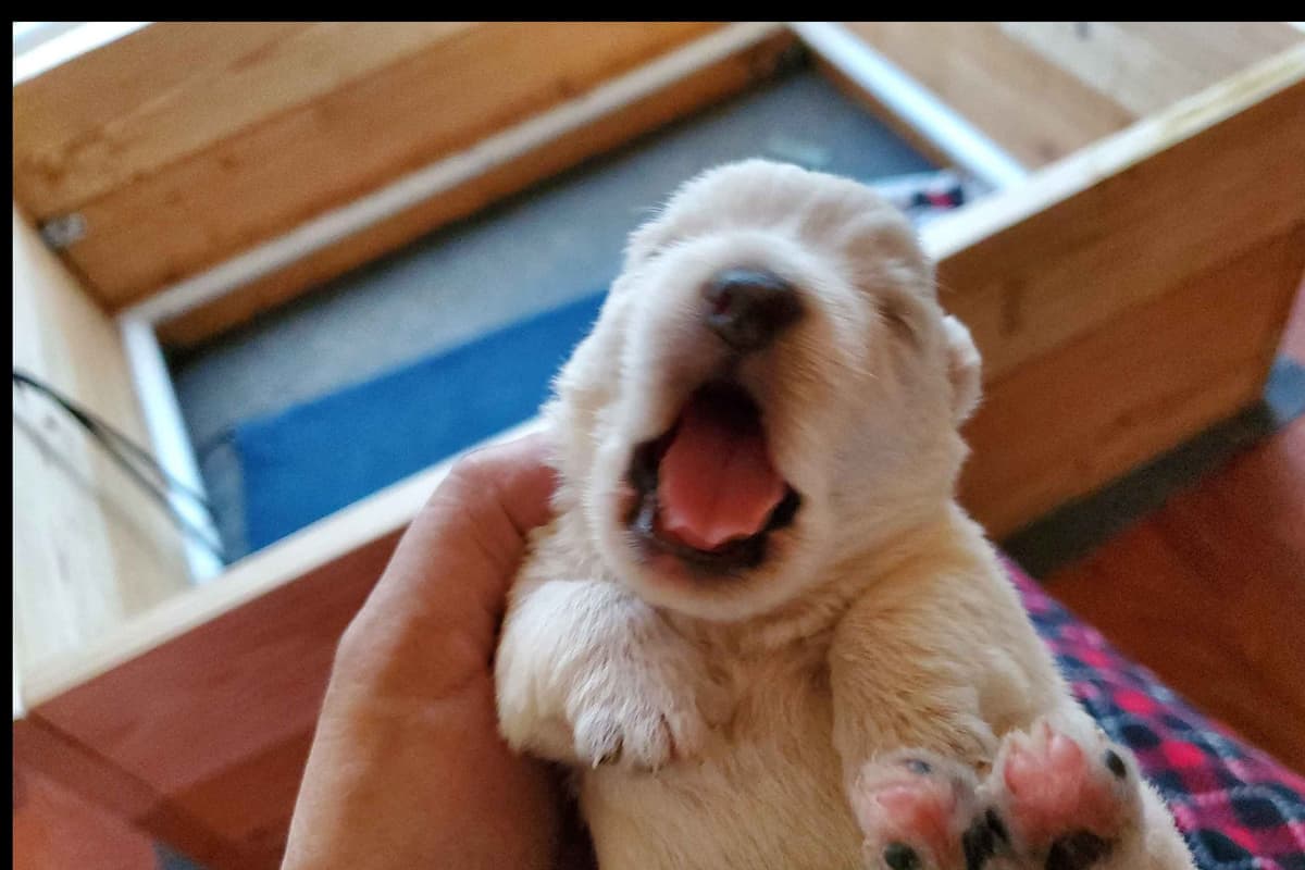 West Highland White Terrier- Champion Bloodlines breeder image 30
