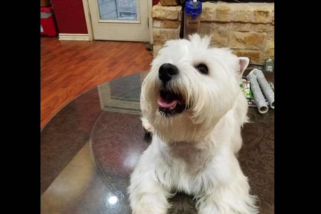 West Highland White Terrier- Champion Bloodlines breeder image 31