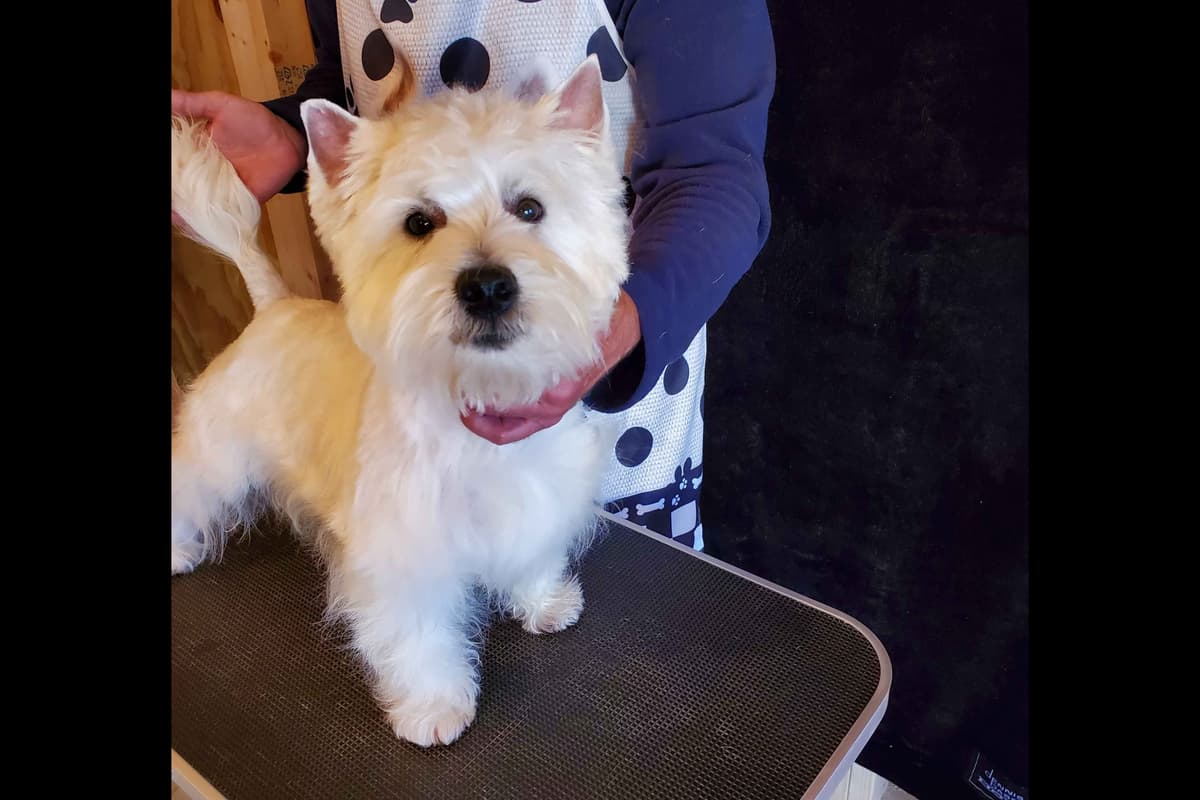 West Highland White Terrier- Champion Bloodlines breeder image 32