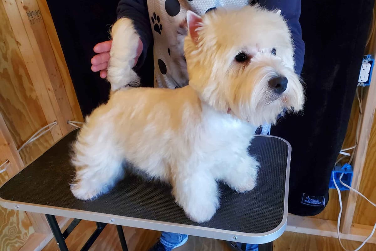 West Highland White Terrier- Champion Bloodlines breeder image 33