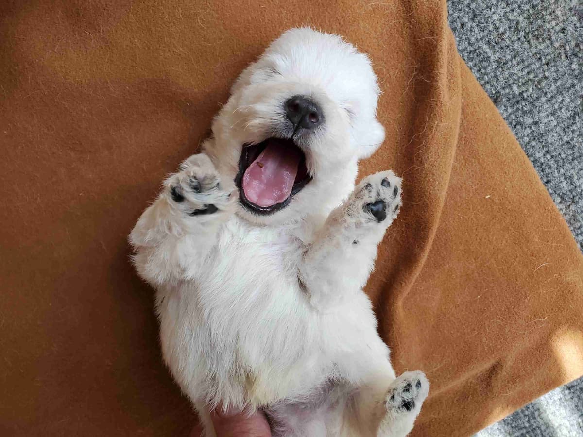 West Highland White Terrier- Champion Bloodlines breeder image 34