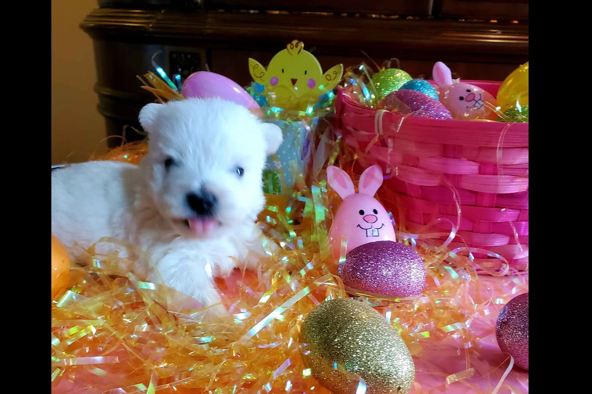 West Highland White Terrier- Champion Bloodlines breeder image 35
