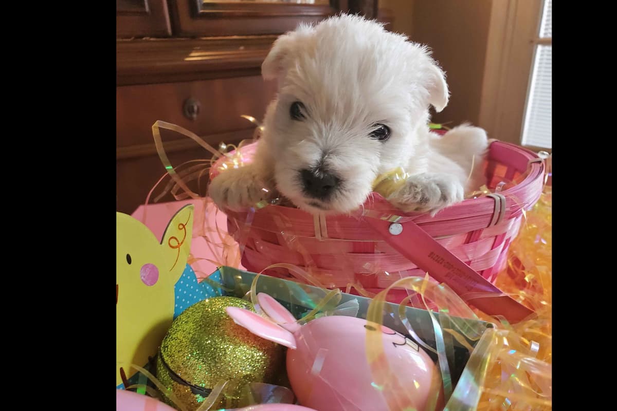 West Highland White Terrier- Champion Bloodlines breeder image 36