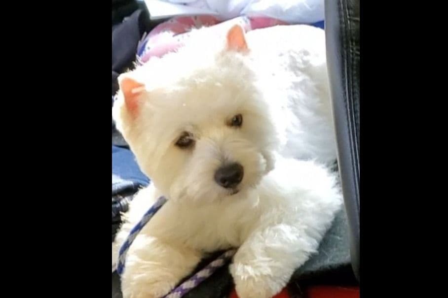 West Highland White Terrier- Champion Bloodlines breeder image 37