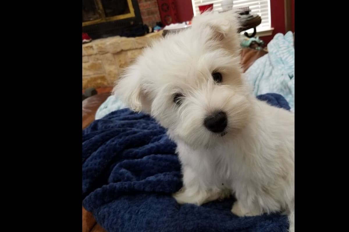 West Highland White Terrier- Champion Bloodlines breeder image 38