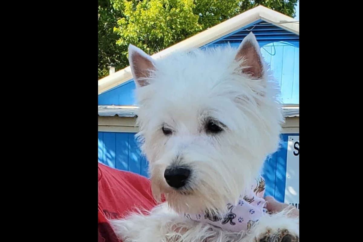 West Highland White Terrier- Champion Bloodlines breeder image 39