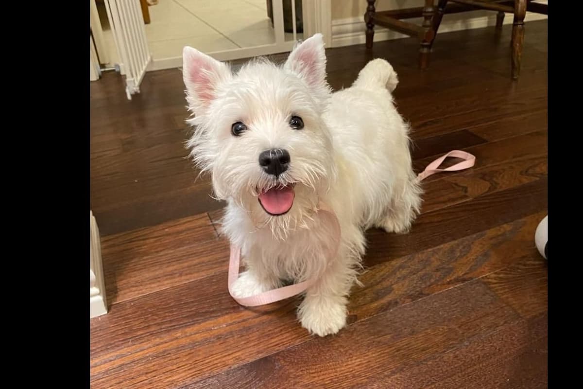West Highland White Terrier- Champion Bloodlines breeder image 40