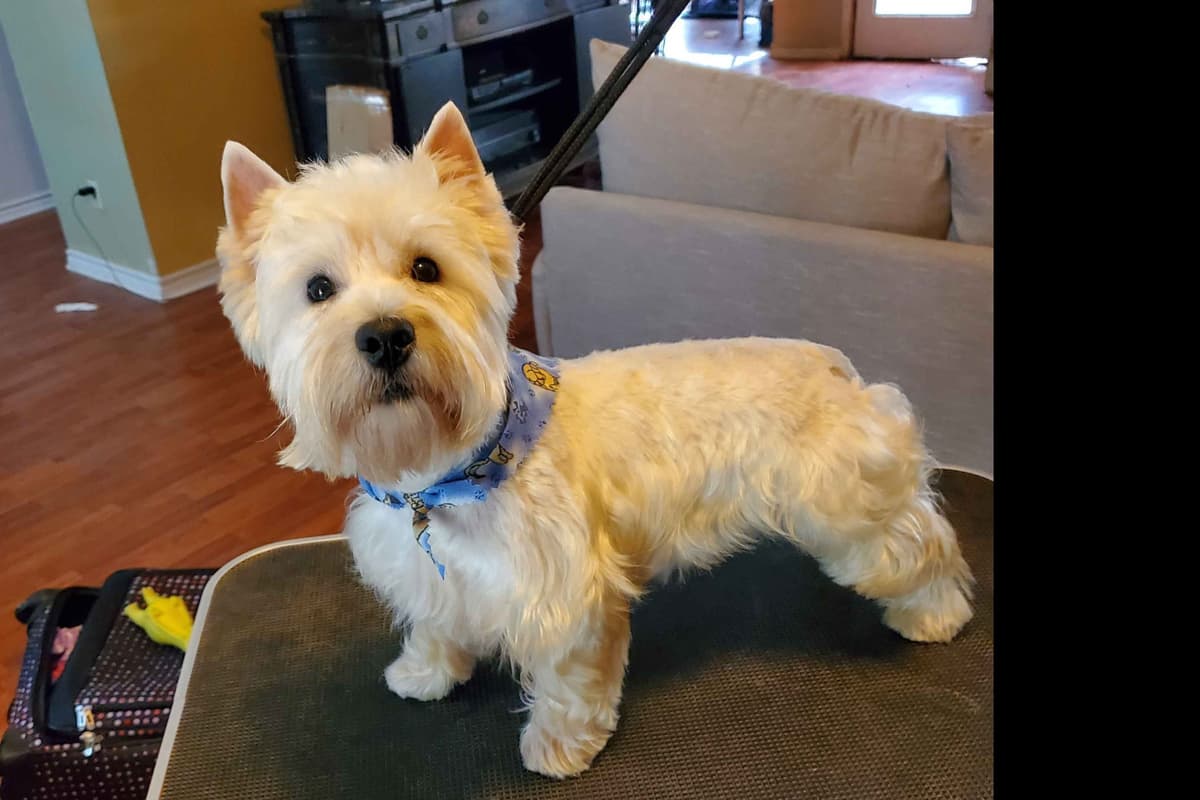West Highland White Terrier- Champion Bloodlines breeder image 42