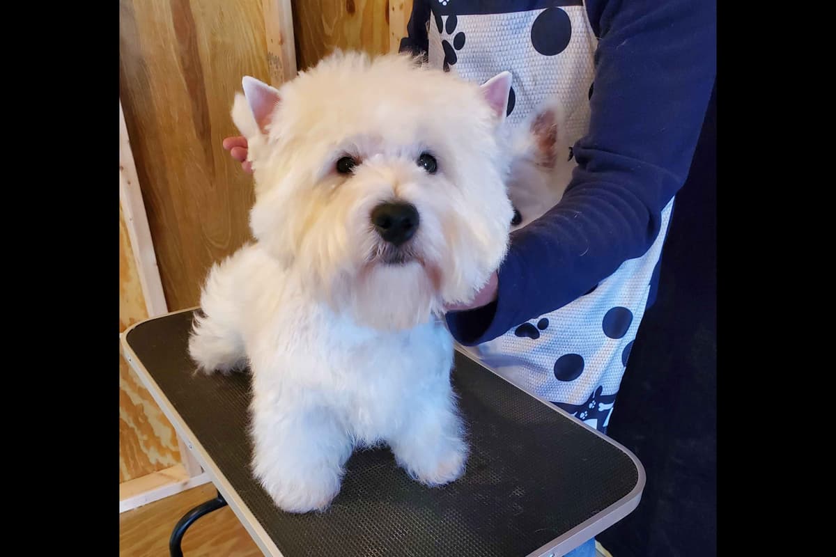West Highland White Terrier- Champion Bloodlines breeder image 43