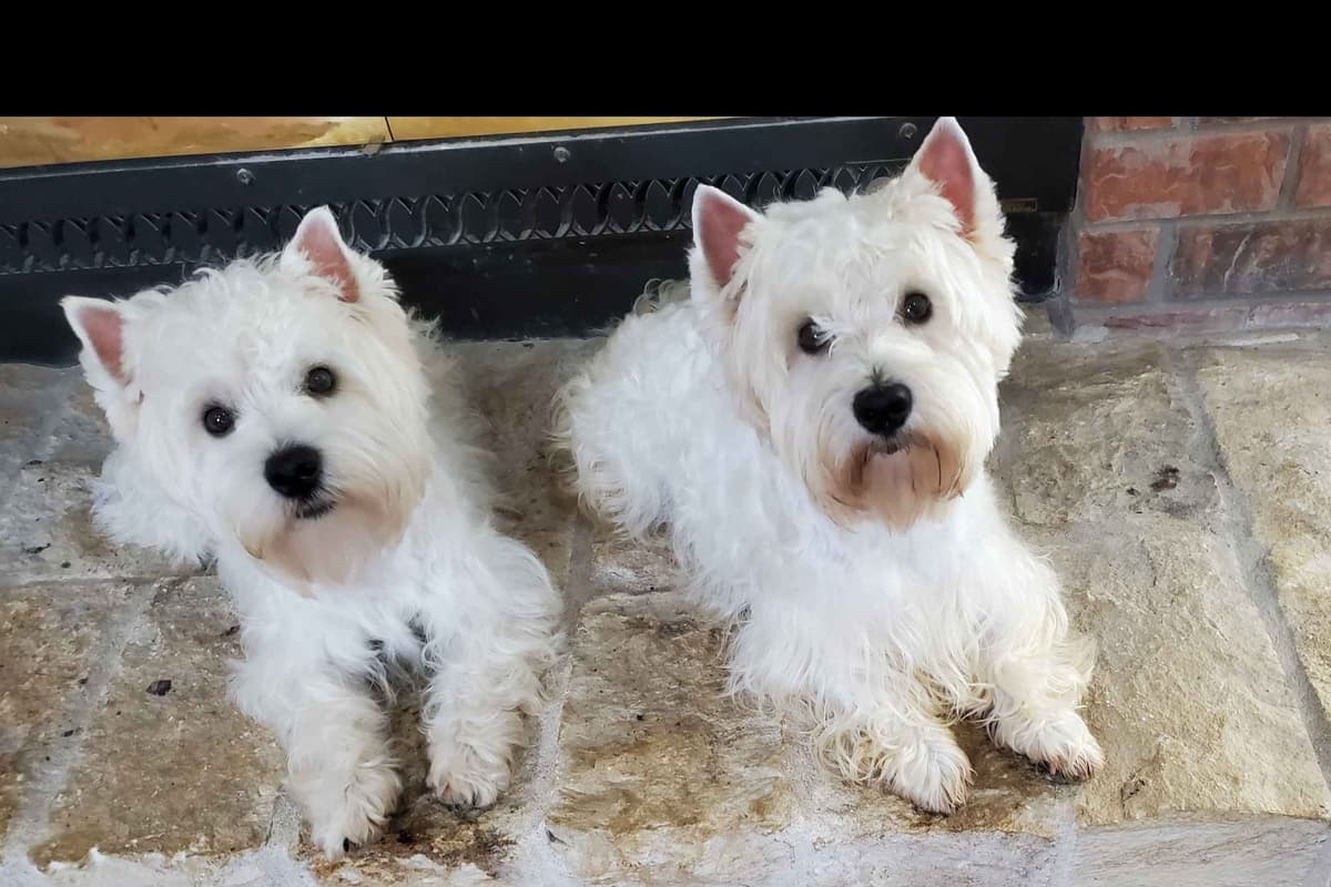 West Highland White Terrier- Champion Bloodlines breeder image 44