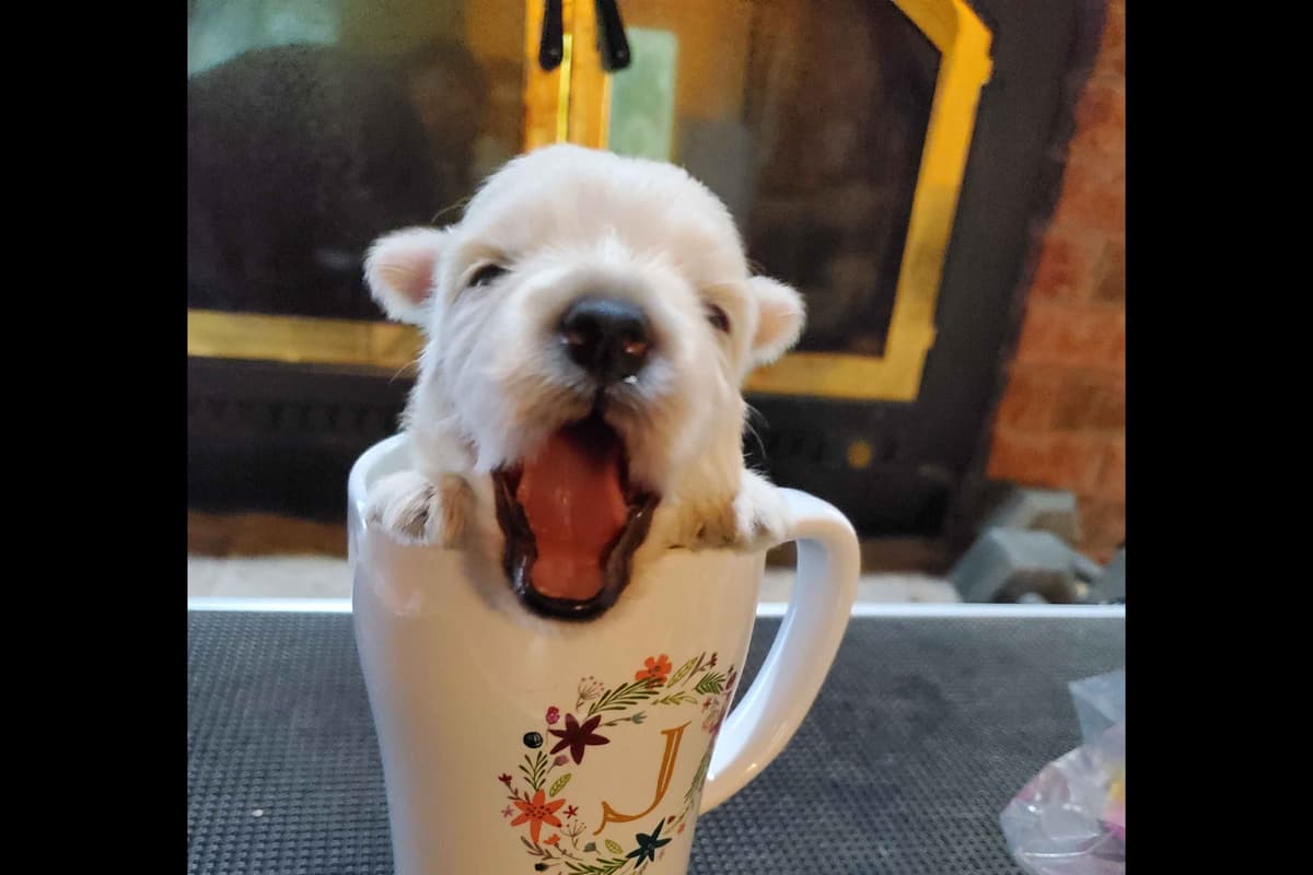 West Highland White Terrier- Champion Bloodlines breeder image 45