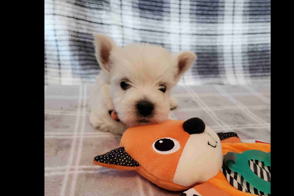 West Highland White Terrier- Champion Bloodlines breeder image 46