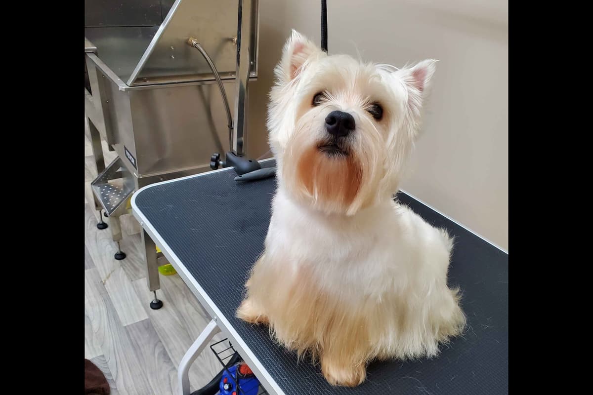 West Highland White Terrier- Champion Bloodlines breeder image 47