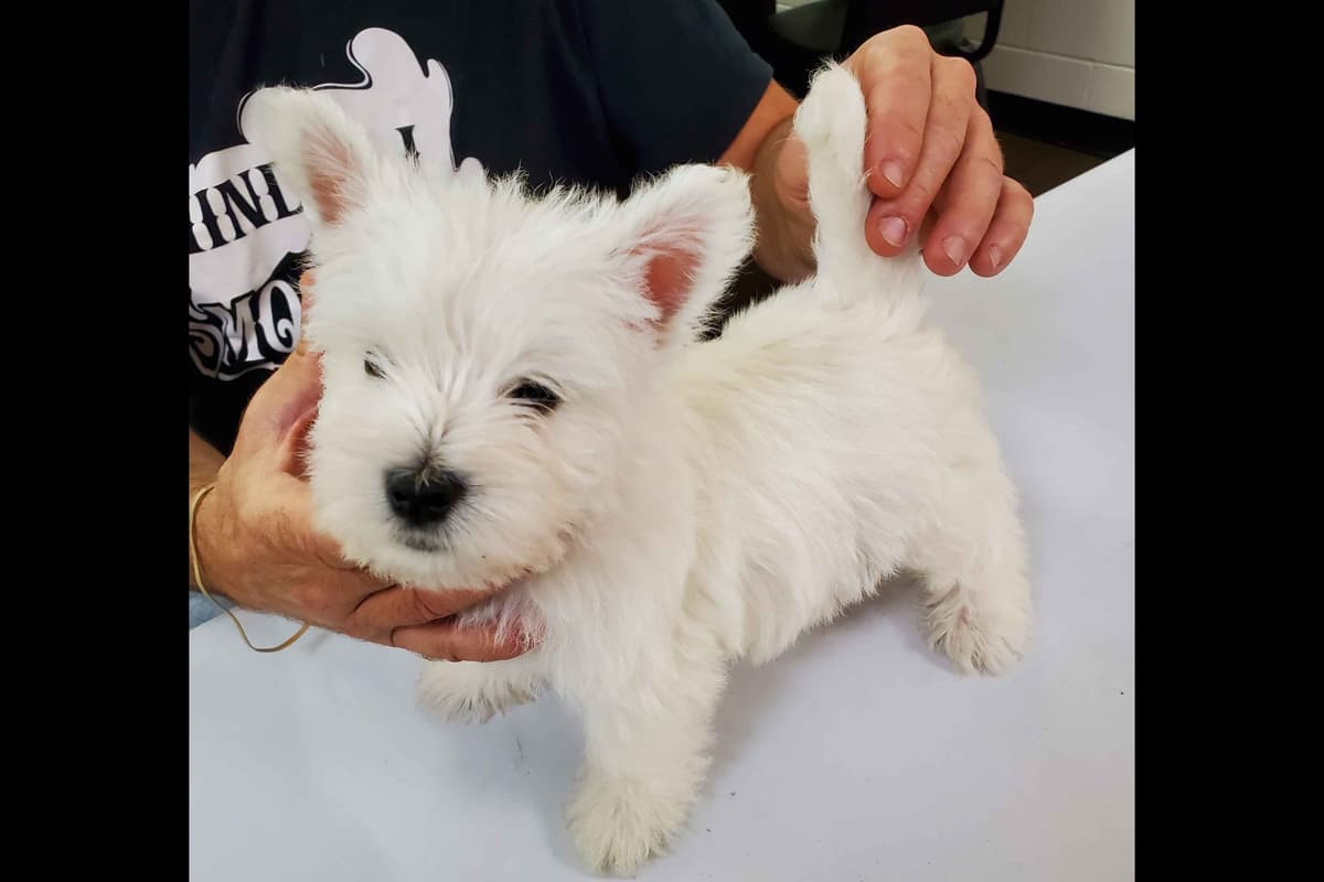 West Highland White Terrier- Champion Bloodlines breeder image 48