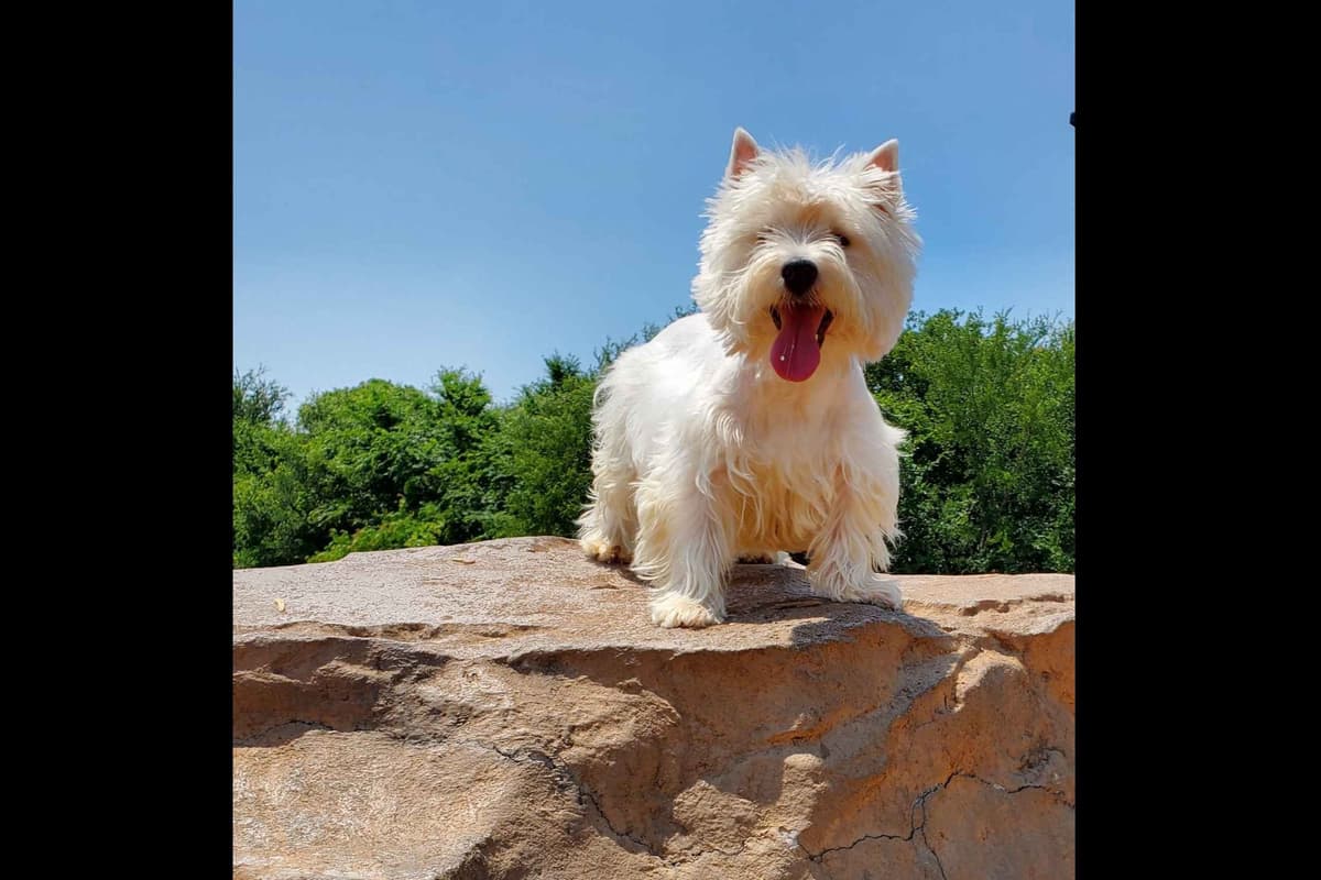 West Highland White Terrier- Champion Bloodlines breeder image 49