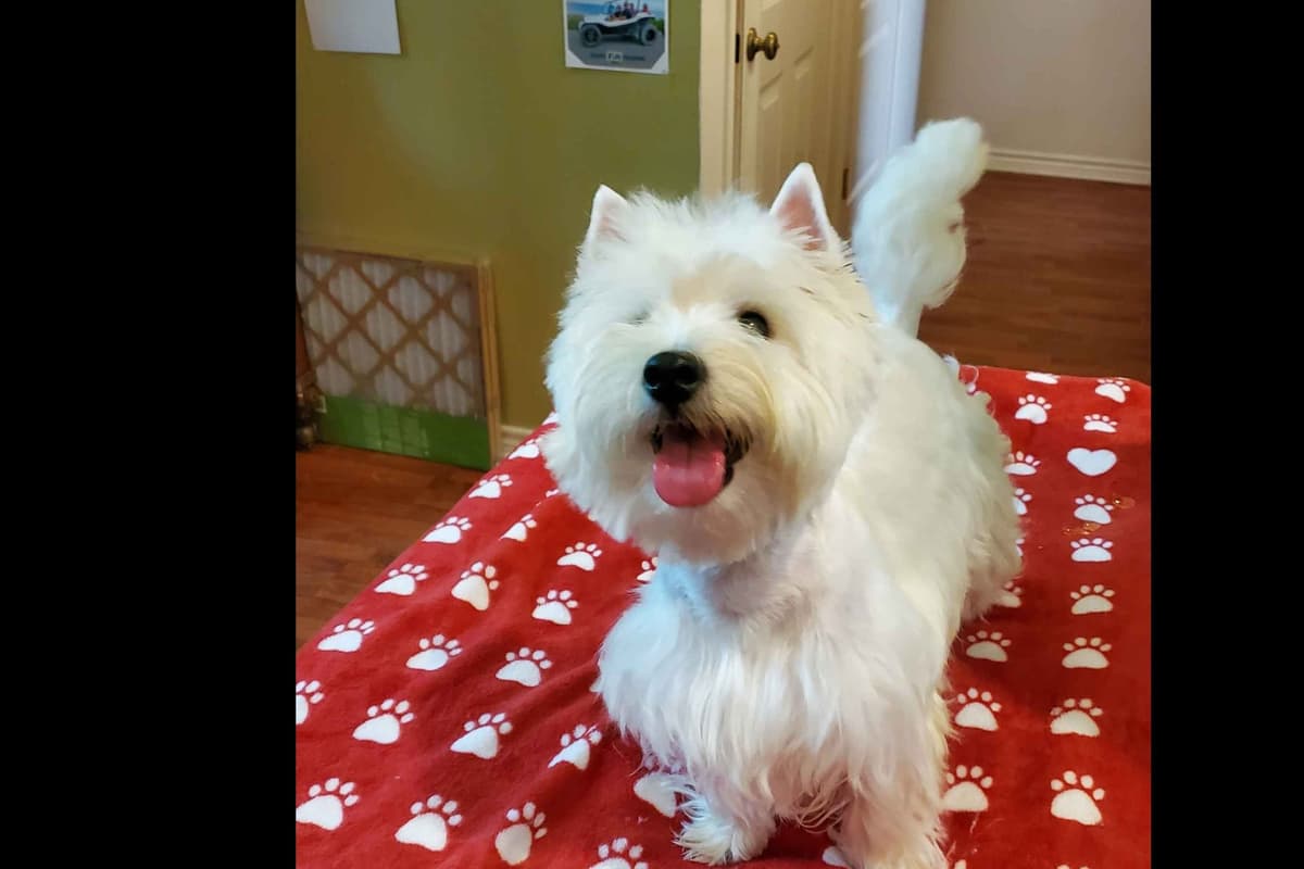West Highland White Terrier- Champion Bloodlines breeder image 50
