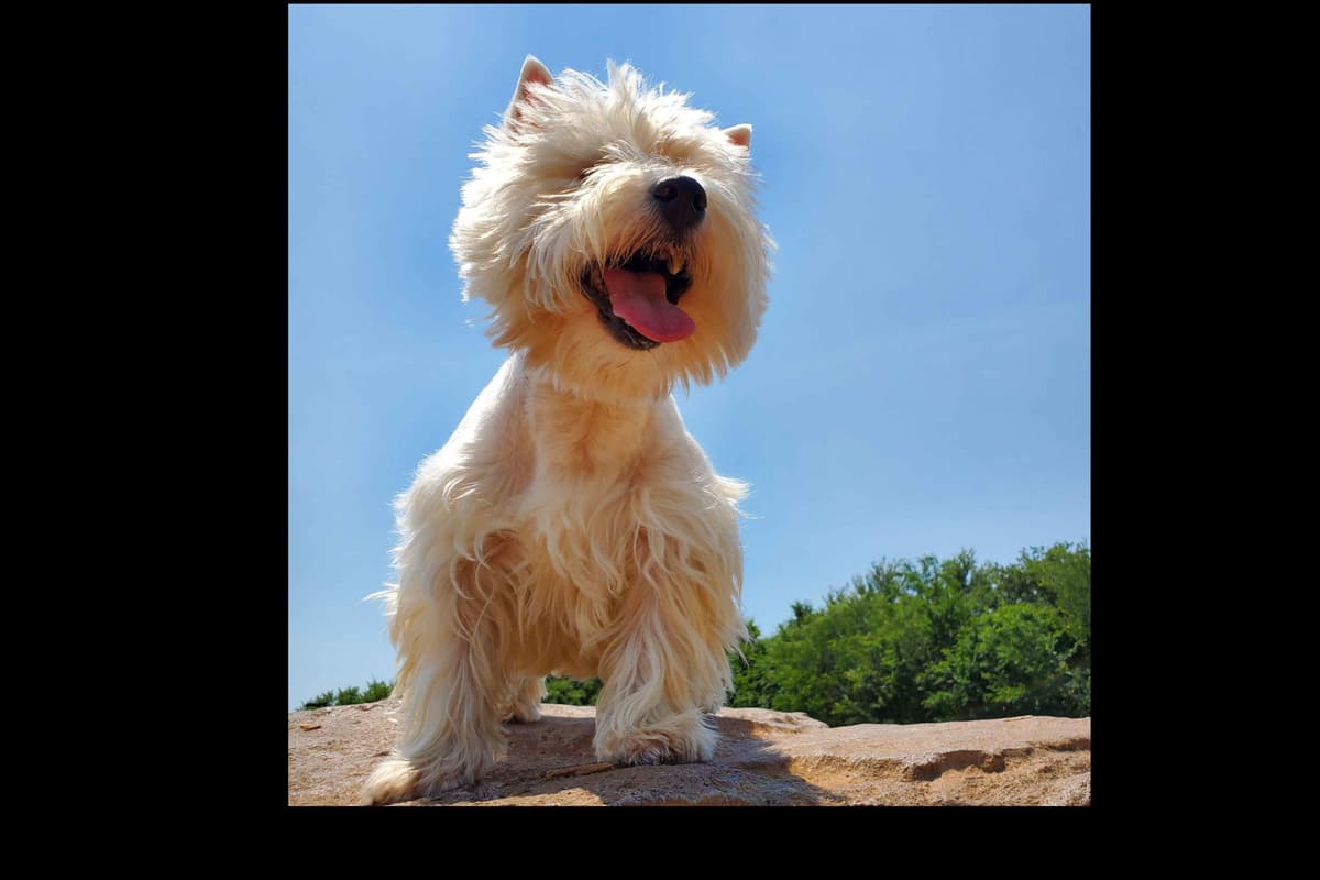 West Highland White Terrier- Champion Bloodlines breeder image 51