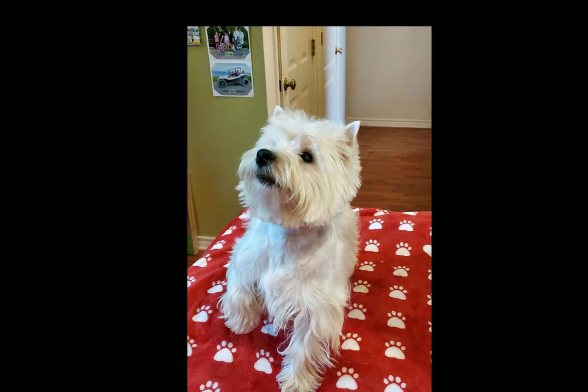West Highland White Terrier- Champion Bloodlines breeder image 52